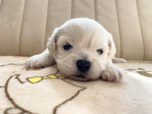 LINE_ALBUM_2025.10.1生まれ　ララ子♂1♀1_251026_4