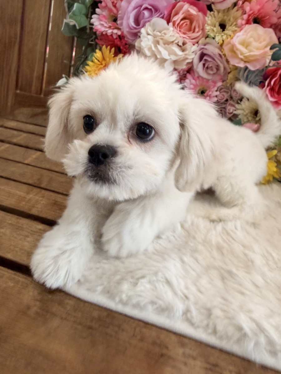 ギャラリー：◇MIX(ペキニーズ×ビション)の画像