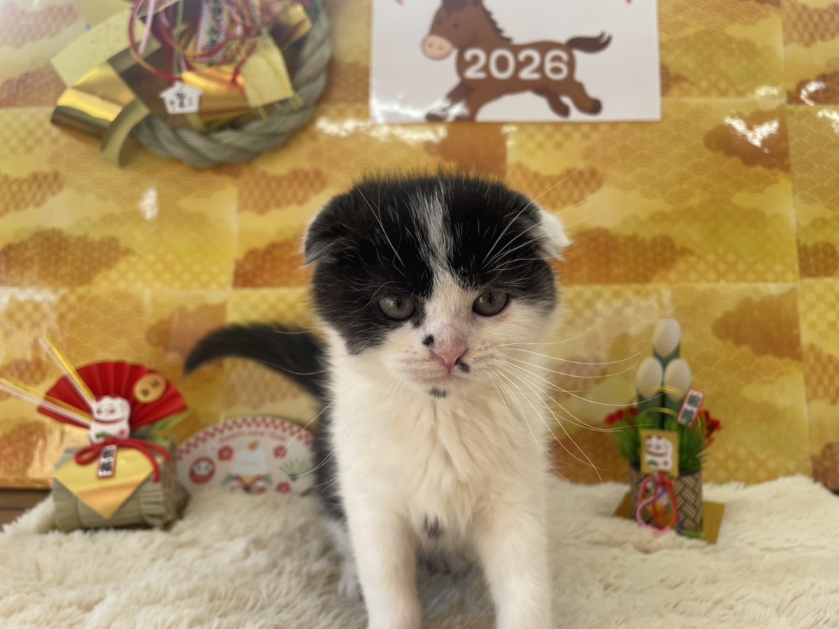 ☆スコティッシュフォールド