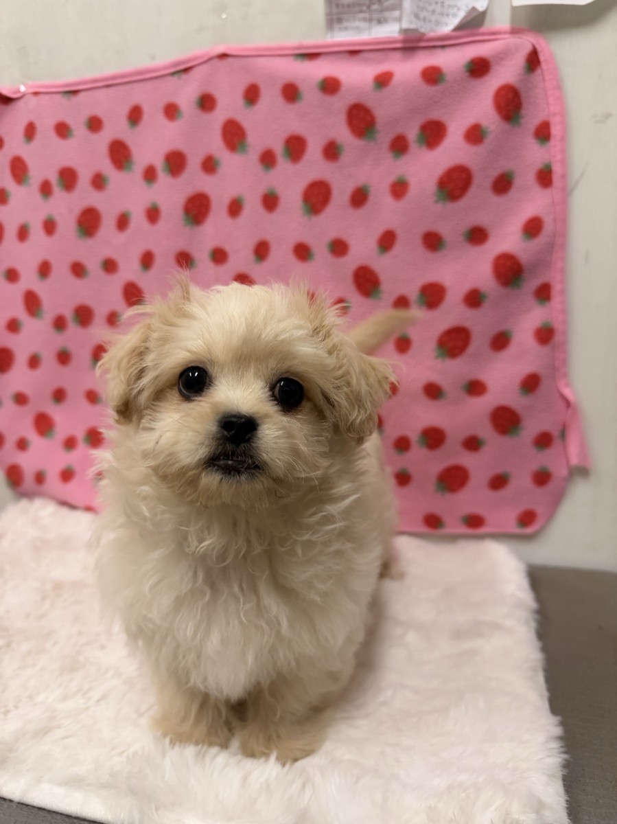 ギャラリー：◇ＭＩＸ（ペキニーズ×プードル）の画像