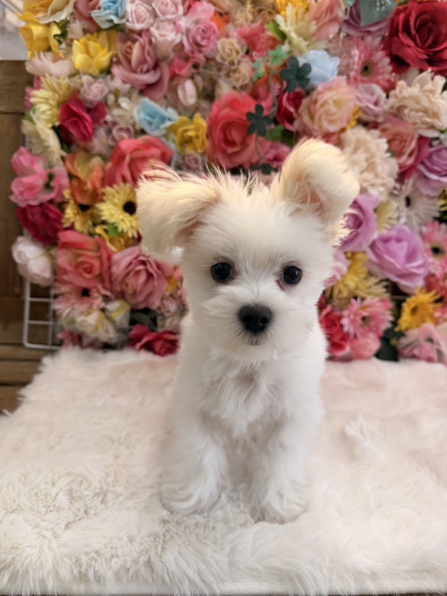 ギャラリー：◇マルチーズの画像