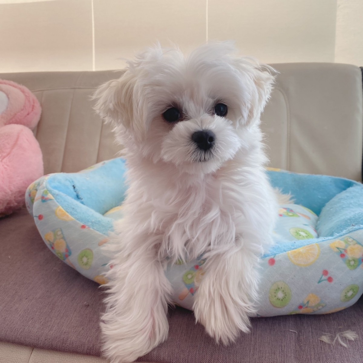 ギャラリー：▽マルチーズの画像