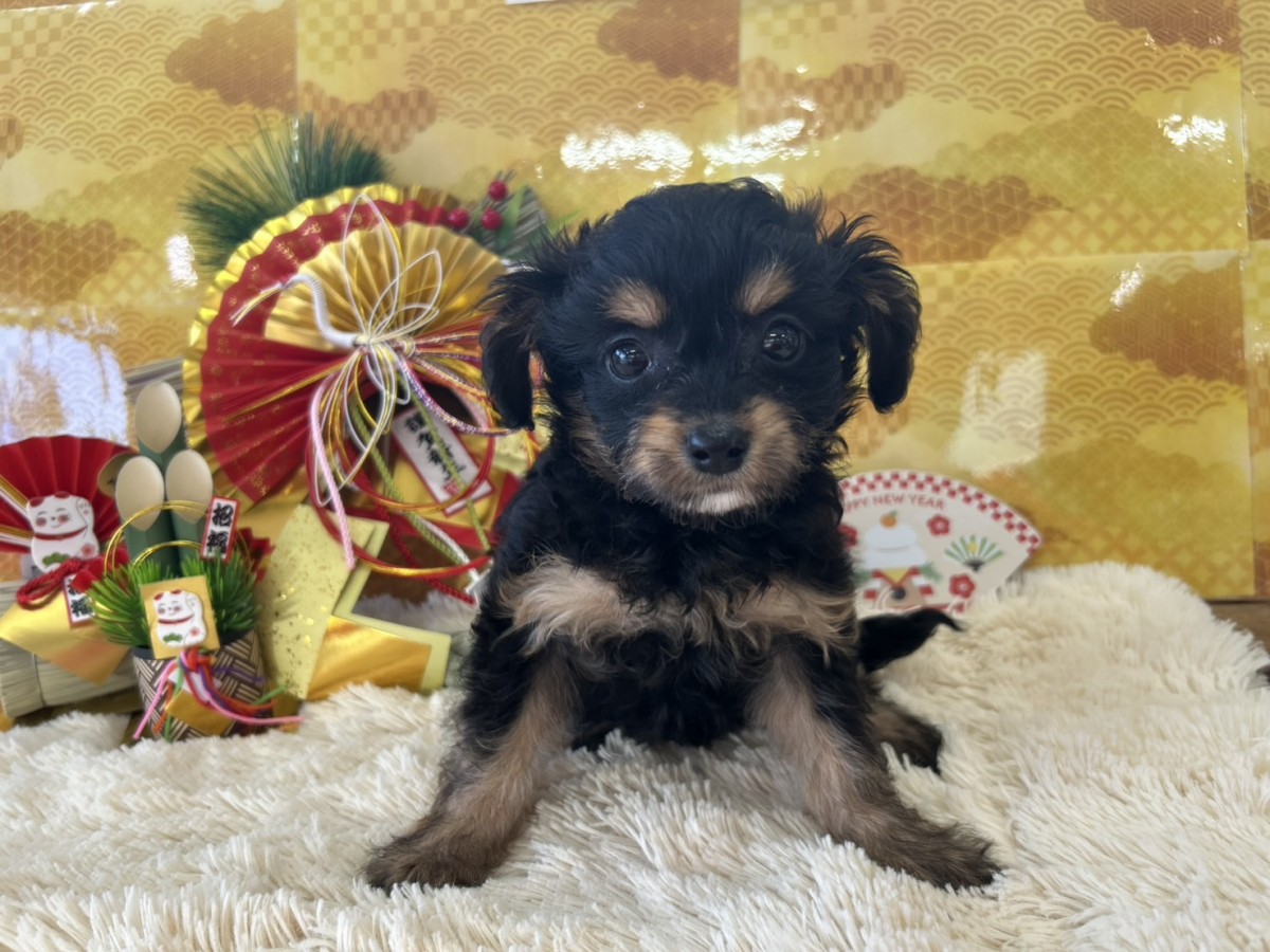 ☆MIX(チワワ×プードル)