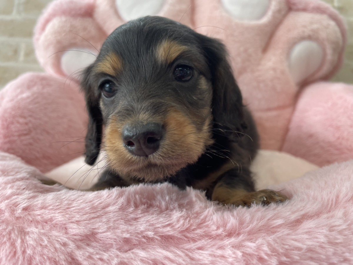 ☆ミニチュアダックスフンド