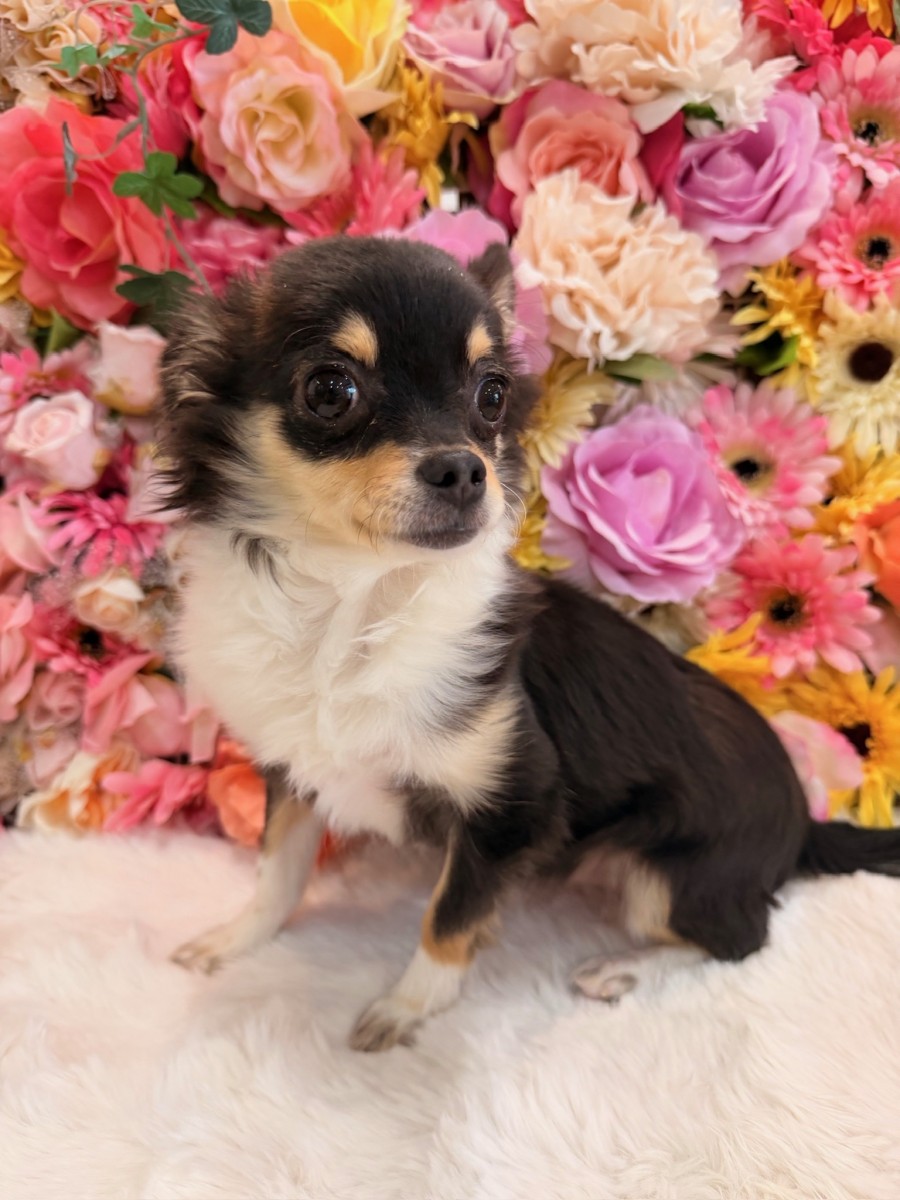 ギャラリー：◇ロングコートチワワの画像