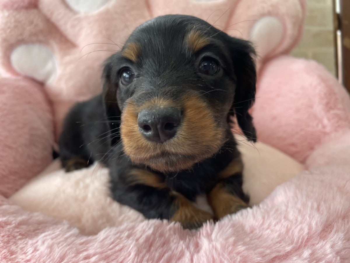 ギャラリー：♢ミニチュアダックスフンドの画像