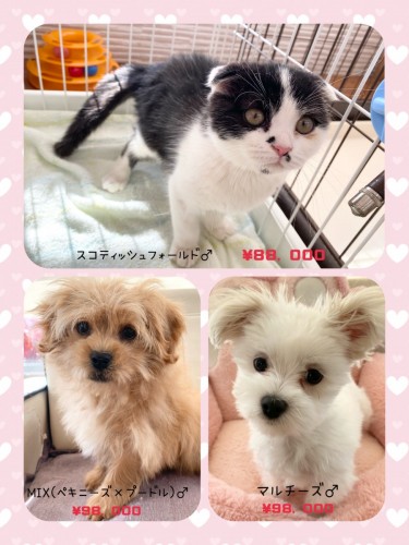 熊本店在籍仔犬仔猫たち♡