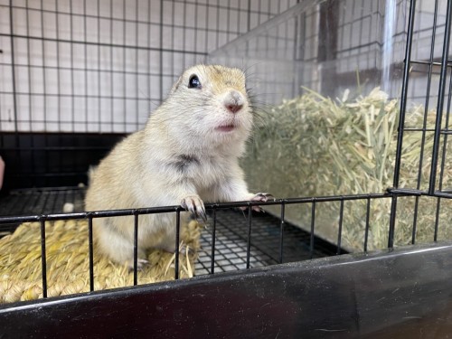 かしこいリチャードソンジリス　in熊本