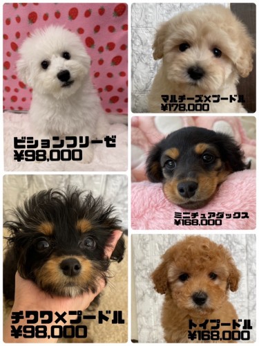 鳥栖店にいるワンちゃん達