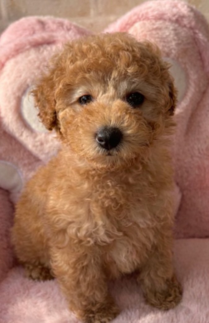 ☆トイプードル