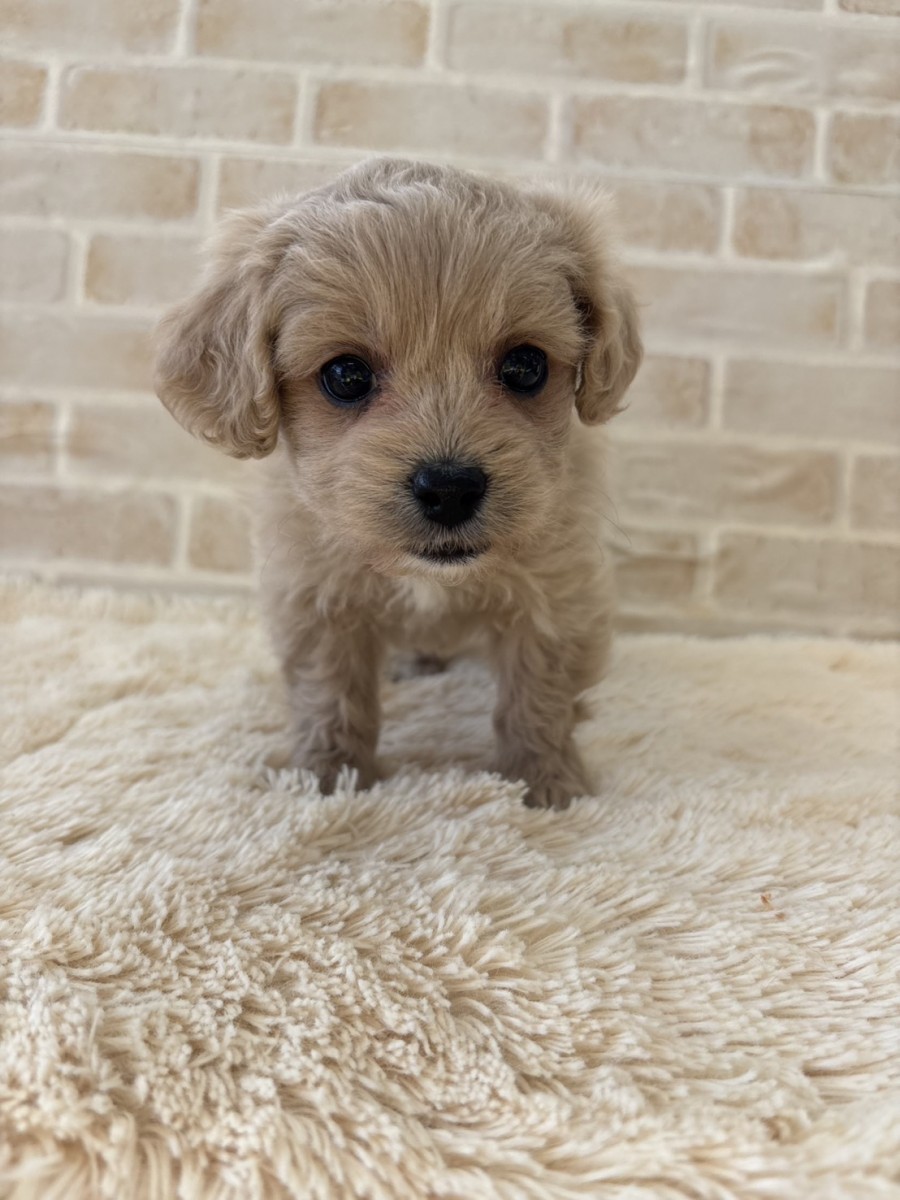 ☆MIX（ペキプー）