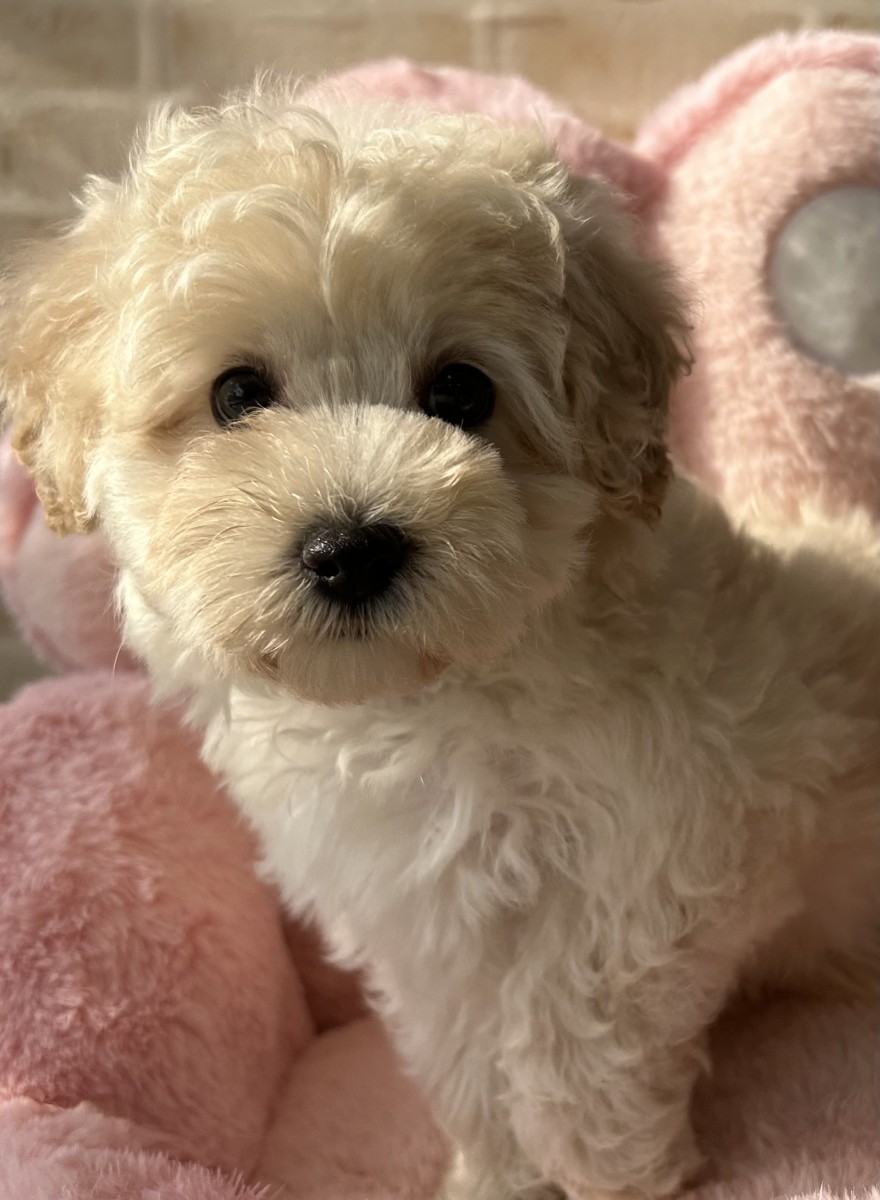 ☆MIX（マルチーズ×トイプードル）