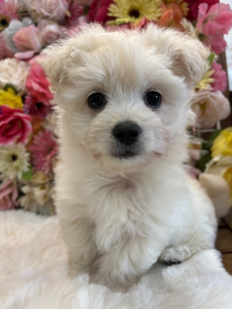 ◇MIX（チワワ×マルチーズ）