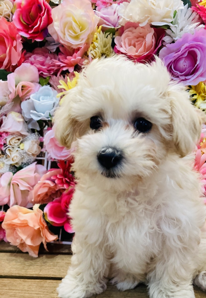 ◇MIX（マルチーズ×プードル）