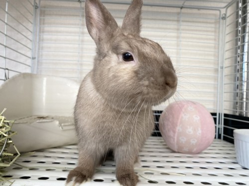 熊本店のうさちゃんたち