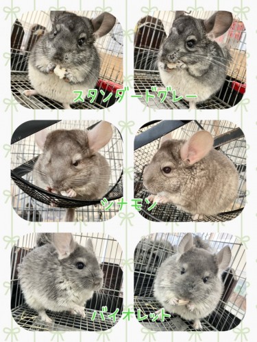 熊本店のチンチラさん方