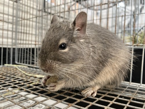 熊本店のデグーさん方