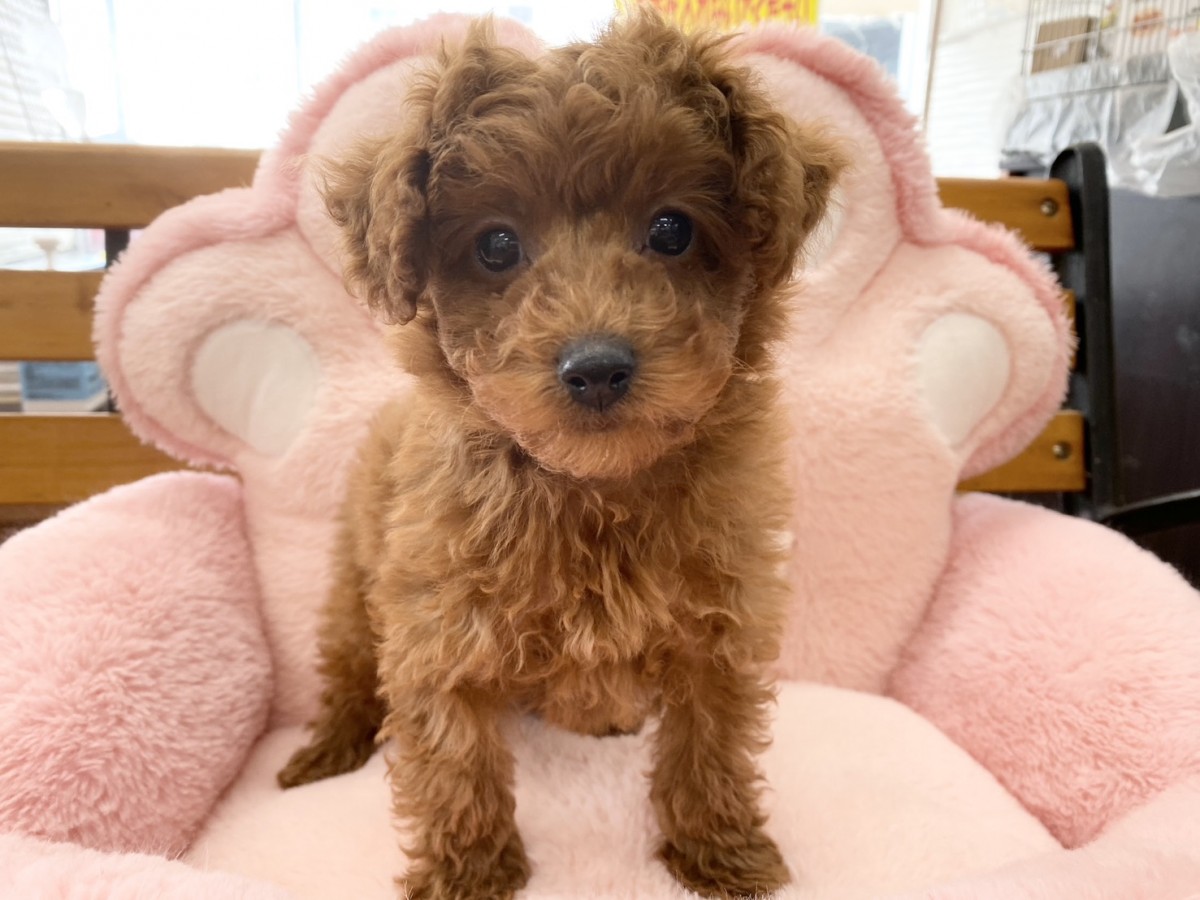 ▽MIX(マルチーズ×プードル)