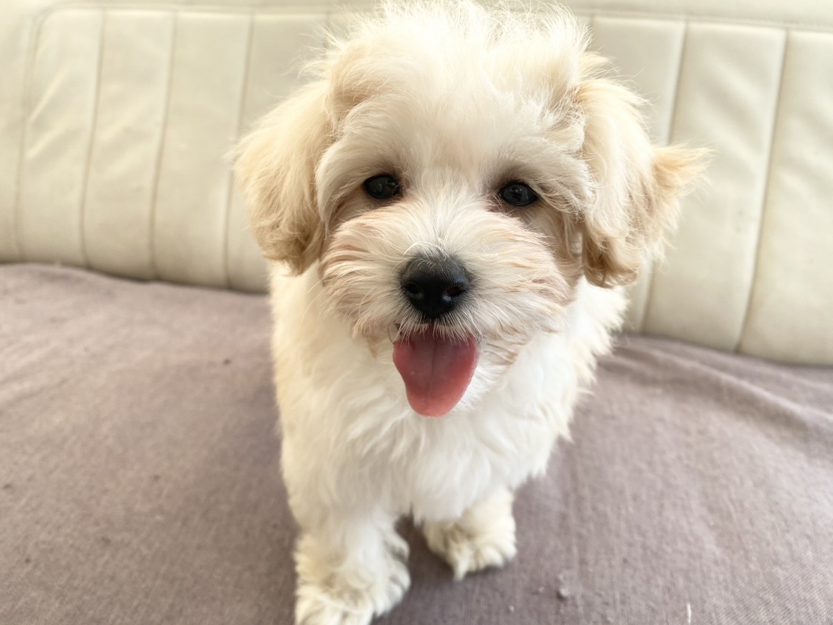 ▽MIX(マルチーズ×プードル)