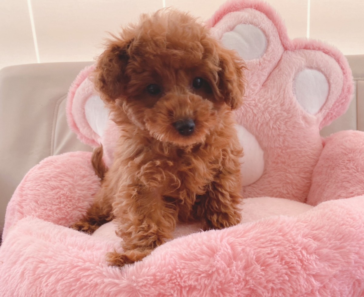 ギャラリー：▽MIX(マルチーズ×プードル)の画像