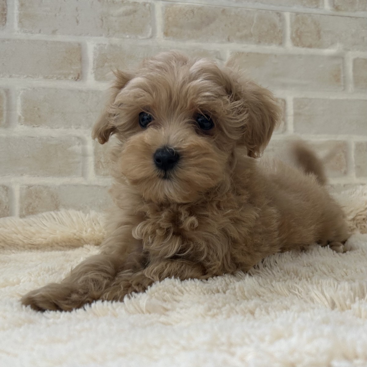 ☆ＭＩＸ（マルチーズ×プードル）