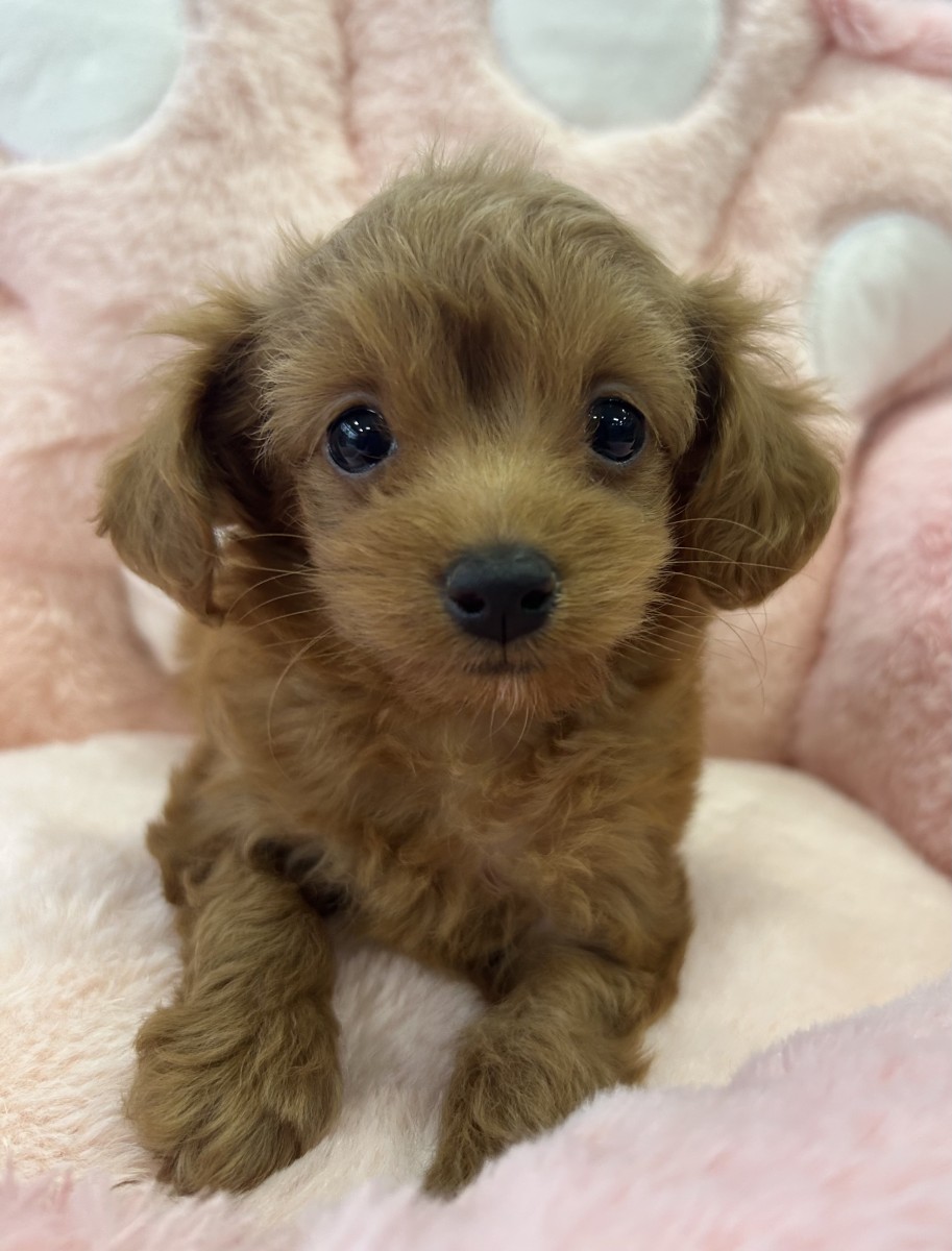 ☆MIX（マルプー）