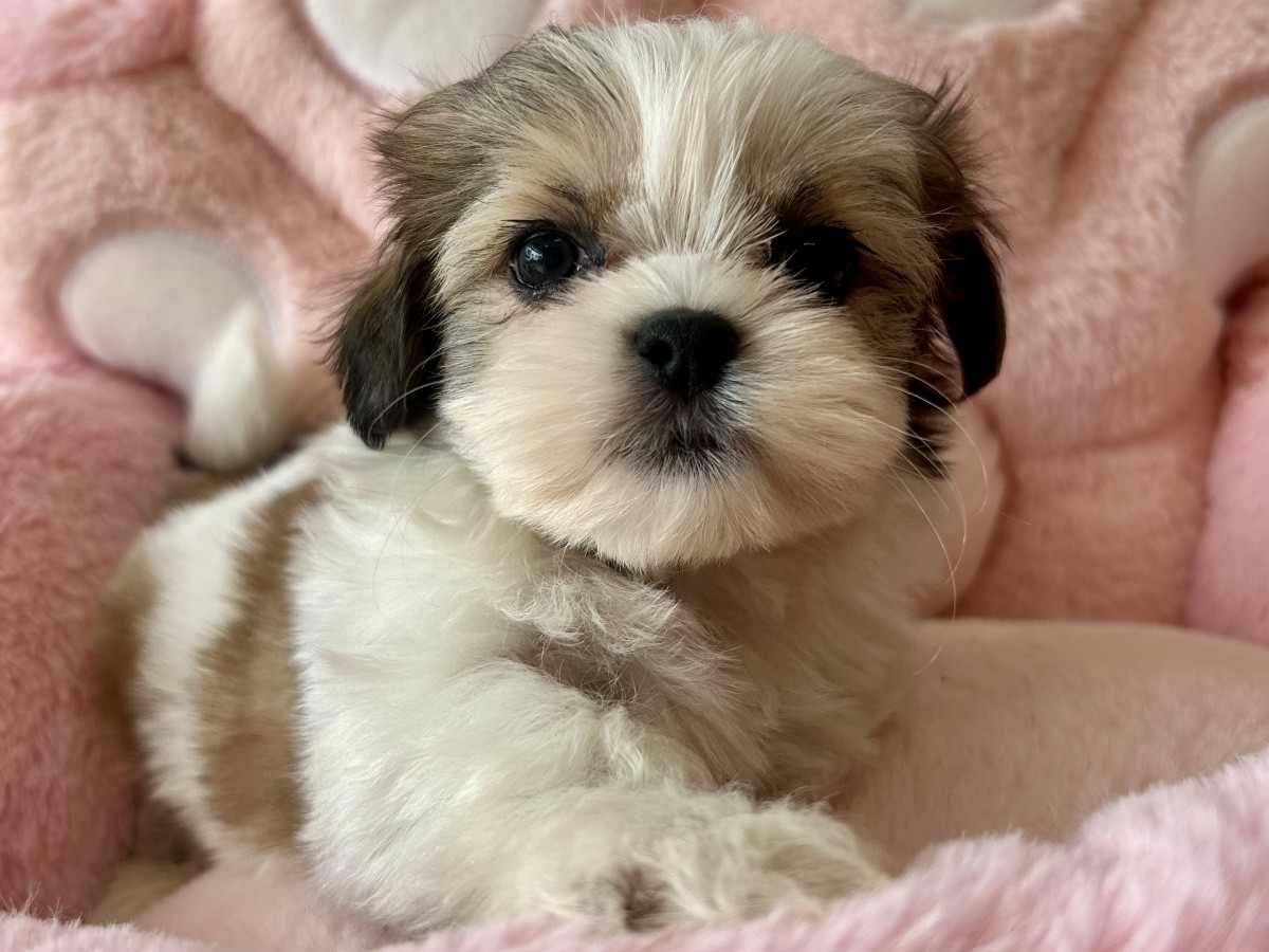 ☆MIX（マルチーズ×シーズー）