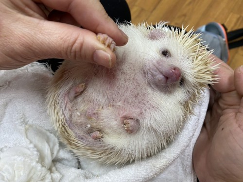 小動物爪切りについて　in熊本