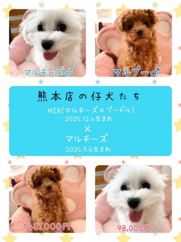 熊本店の仔犬♡