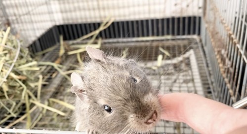 熊本店のデグー＆モモンガ