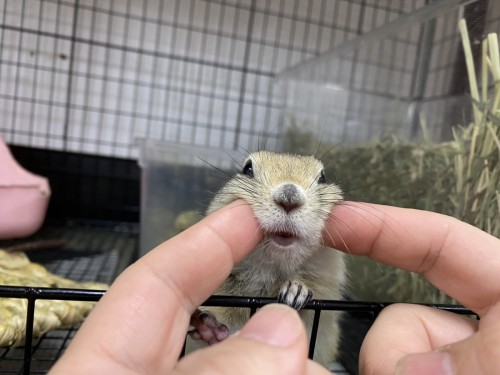 熊本店のベタ慣れジリスちゃん
