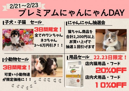 にゃんにゃんdayお知らせ♪