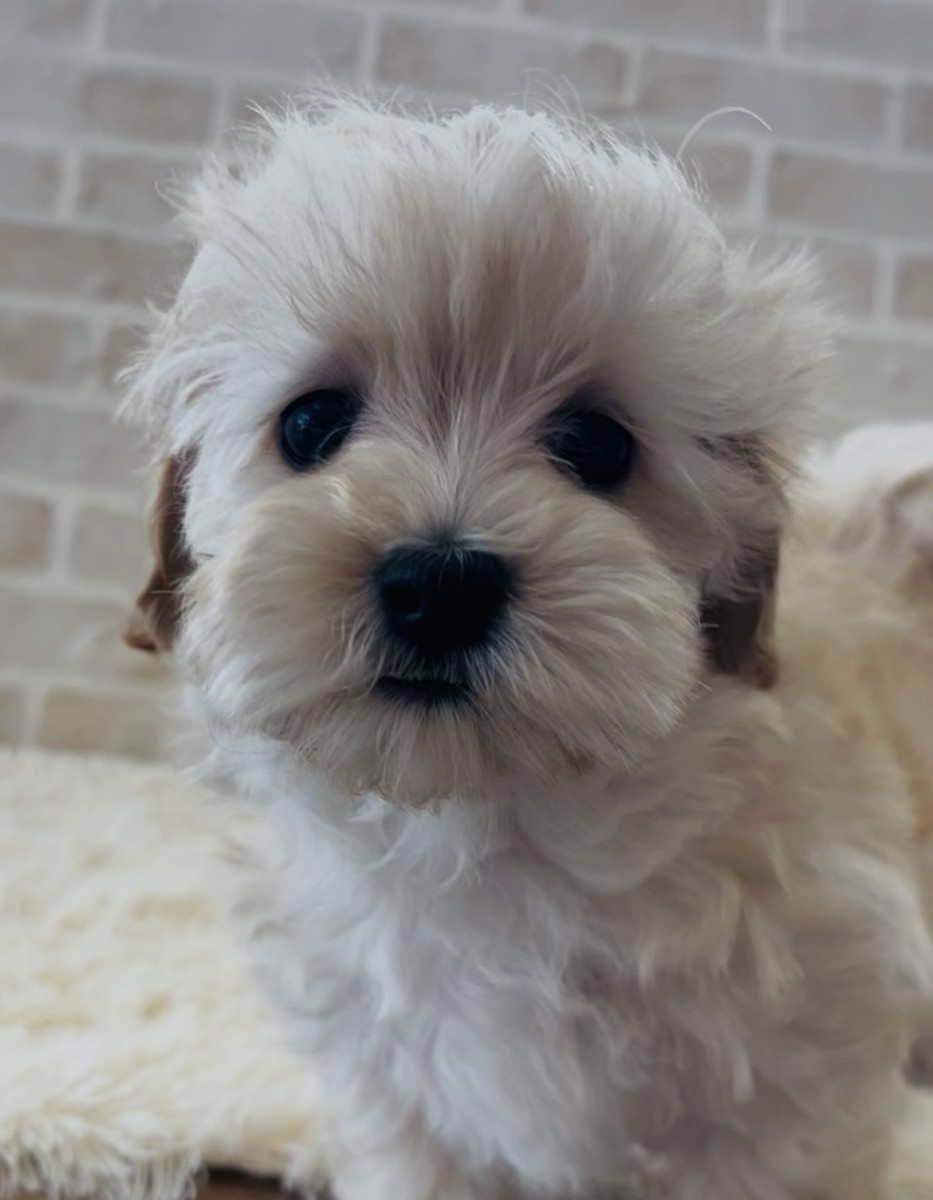 ☆MIX（マルチーズ×プードル）