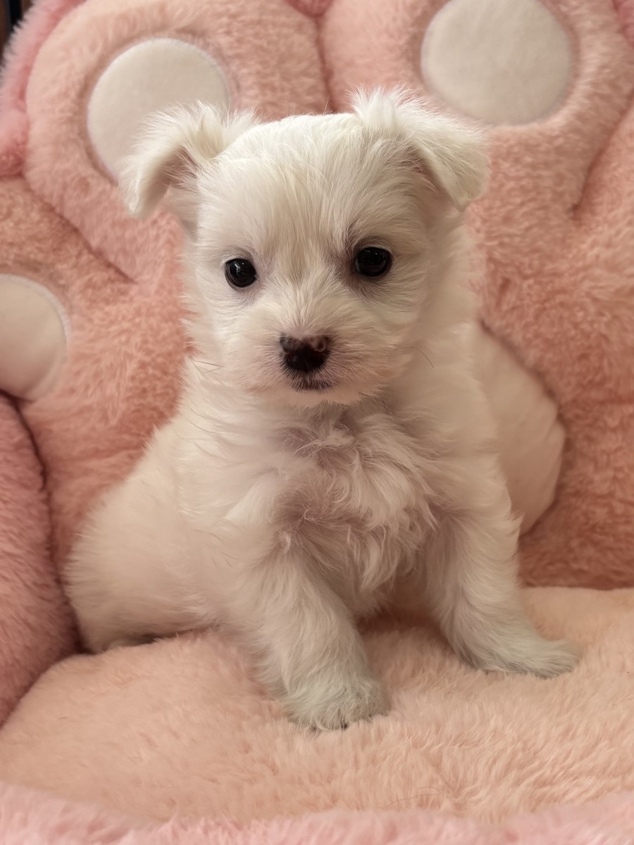 ☆MIX(マルチーズ×チワワ)