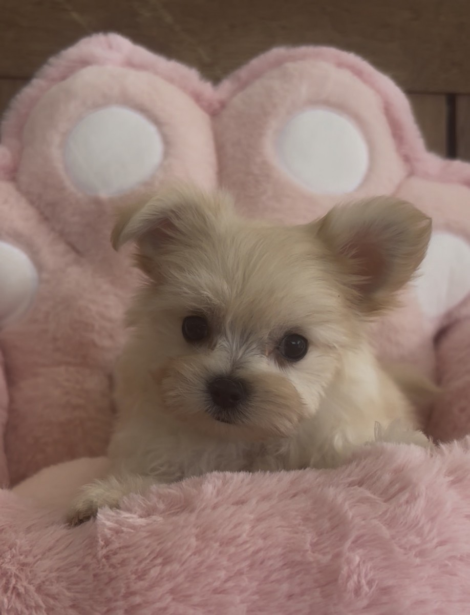 ギャラリー：♢MIX（マルチーズ×チワワ）の画像