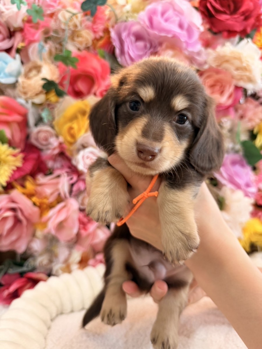 ギャラリー：◇ミニチュアダックスフンドの画像