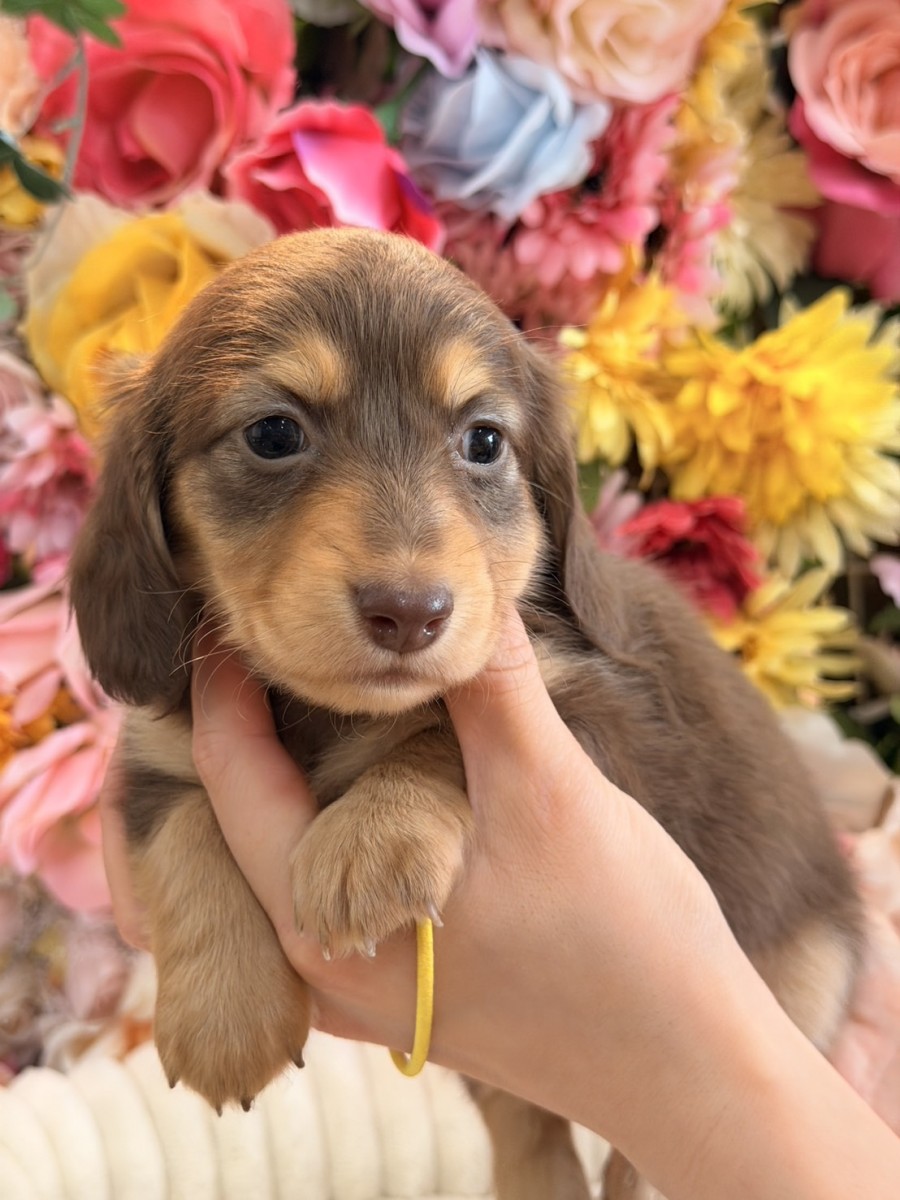 ギャラリー：◇ミニチュアダックスフンドの画像