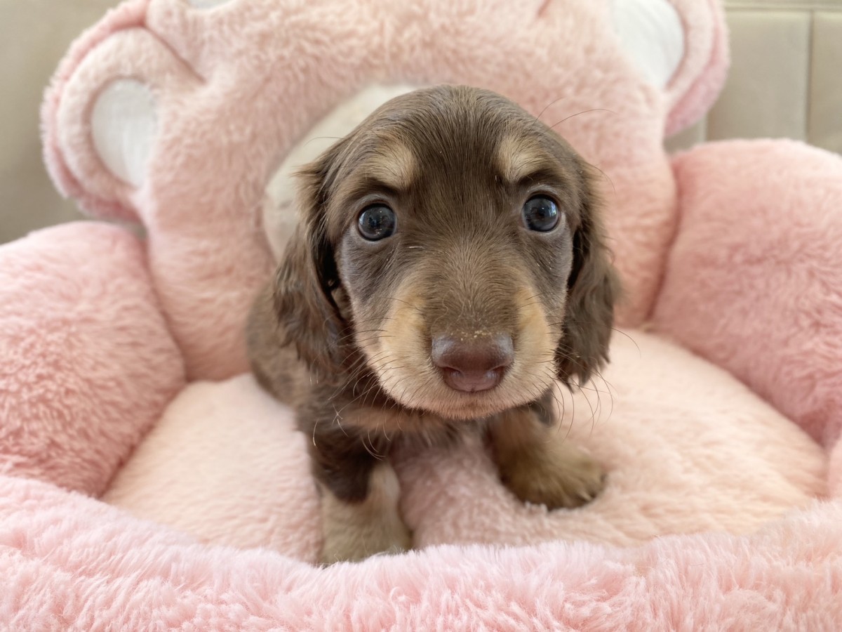 ギャラリー：▽ミニチュアダックスフンドの画像