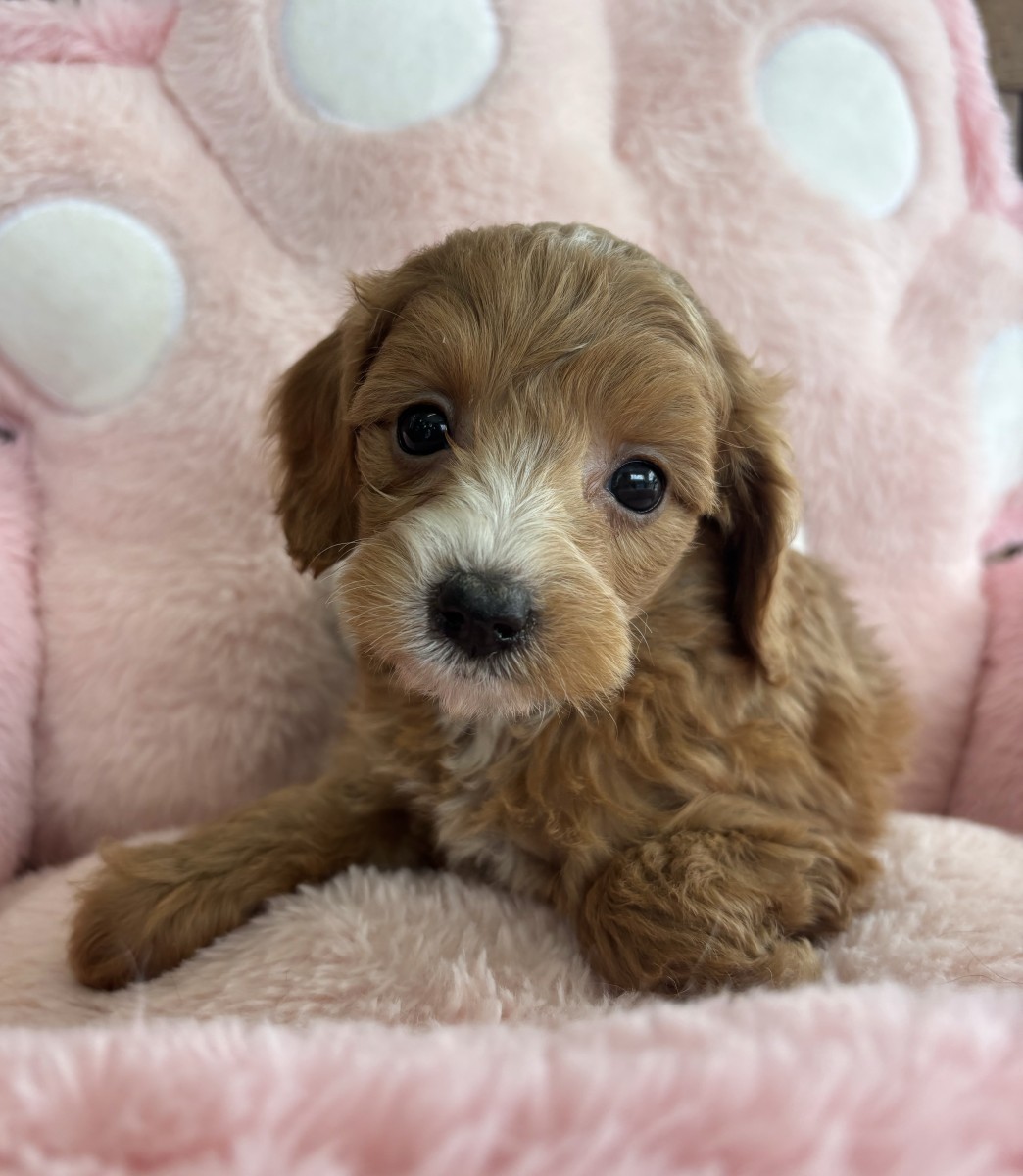 ☆MIX（チワワ×トイプードル）