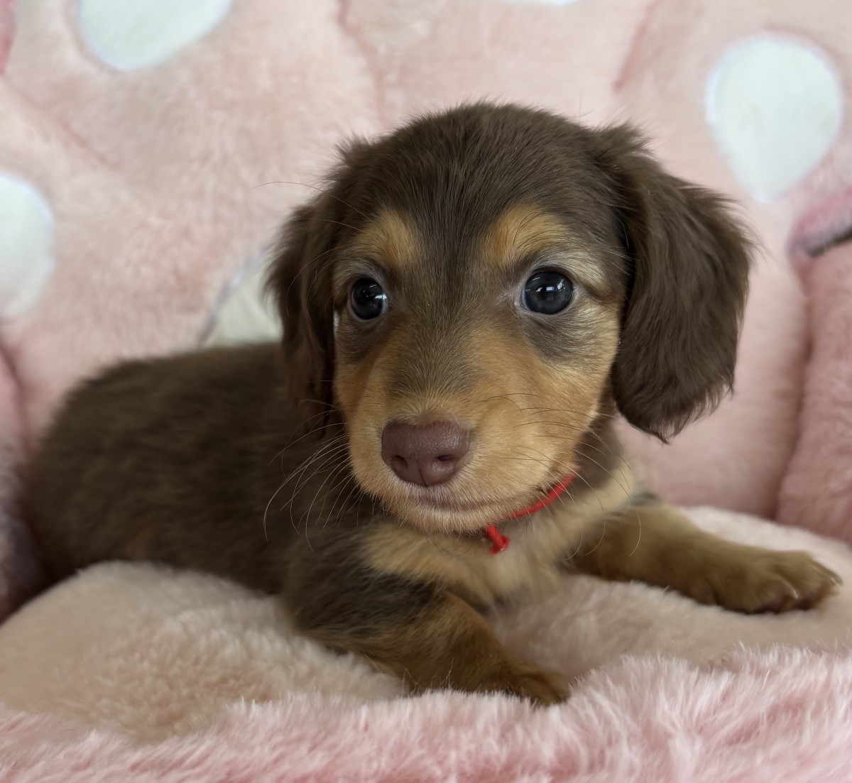 ☆ミニチュアダックスフンド