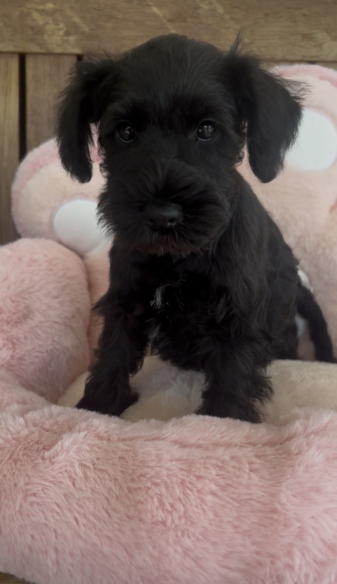 ☆ミニチュアシュナウザー