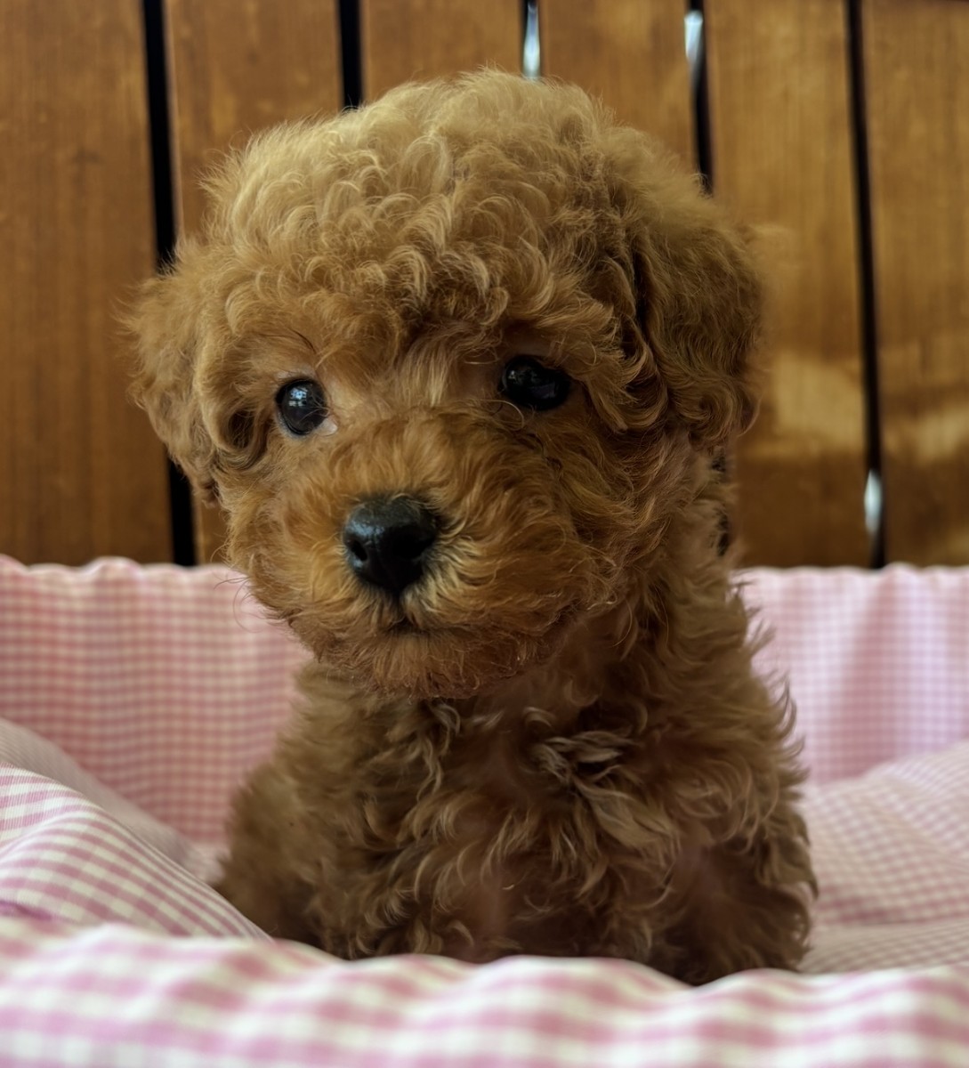 ギャラリー：☆MIX（ヨーキー×プードル）の画像