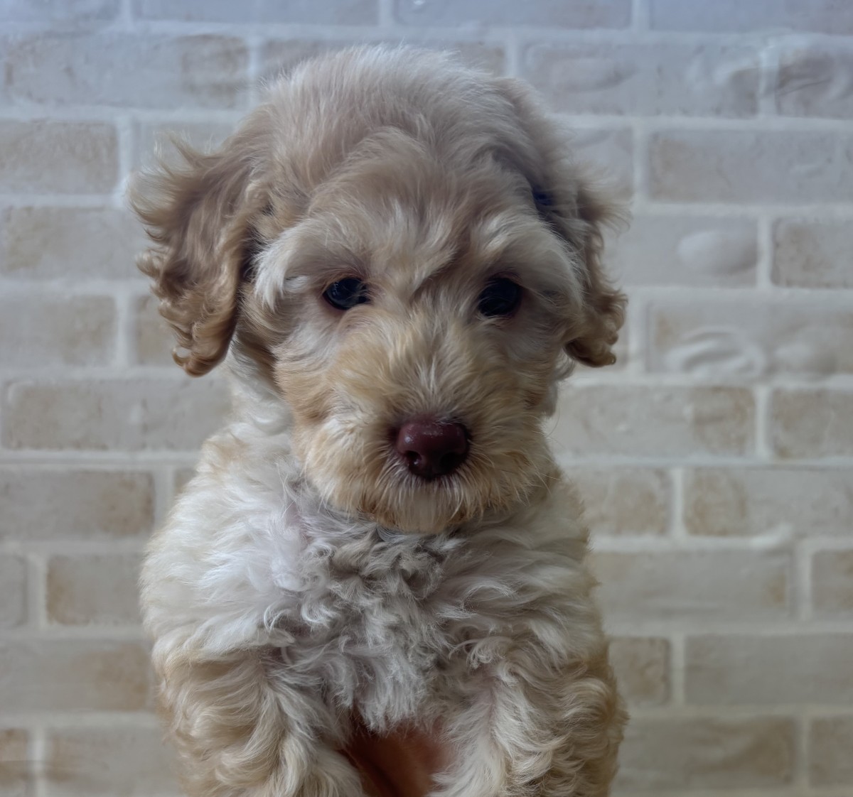 ☆MIX（チワワ×トイプードル）