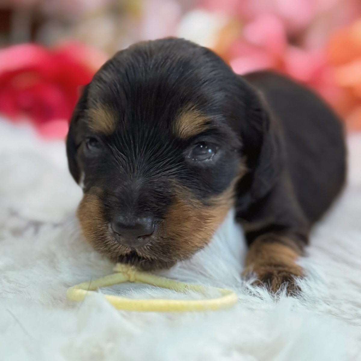 ◇ミニチュアダックスフンド（黄色）