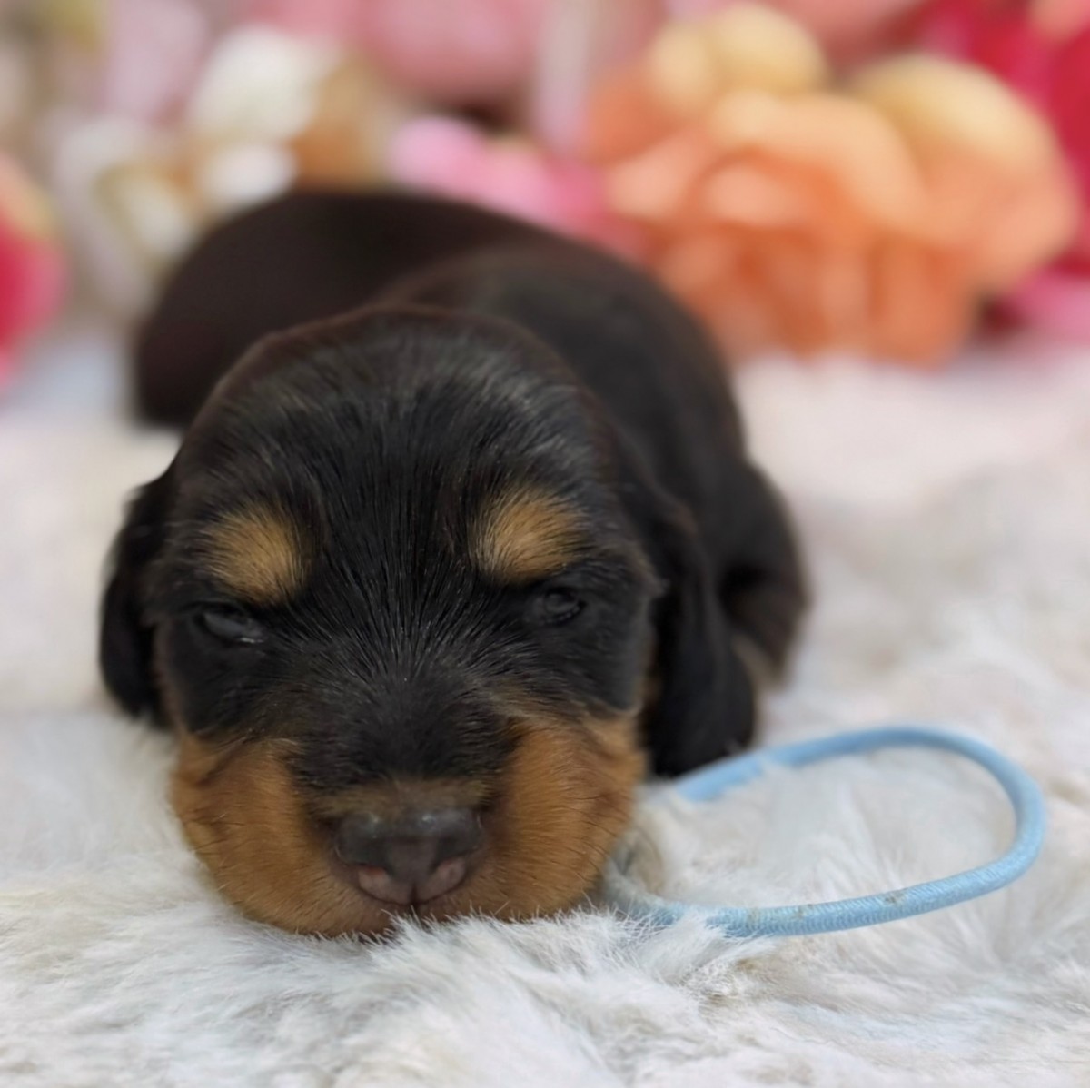 ◇ミニチュアダックスフンド（青）