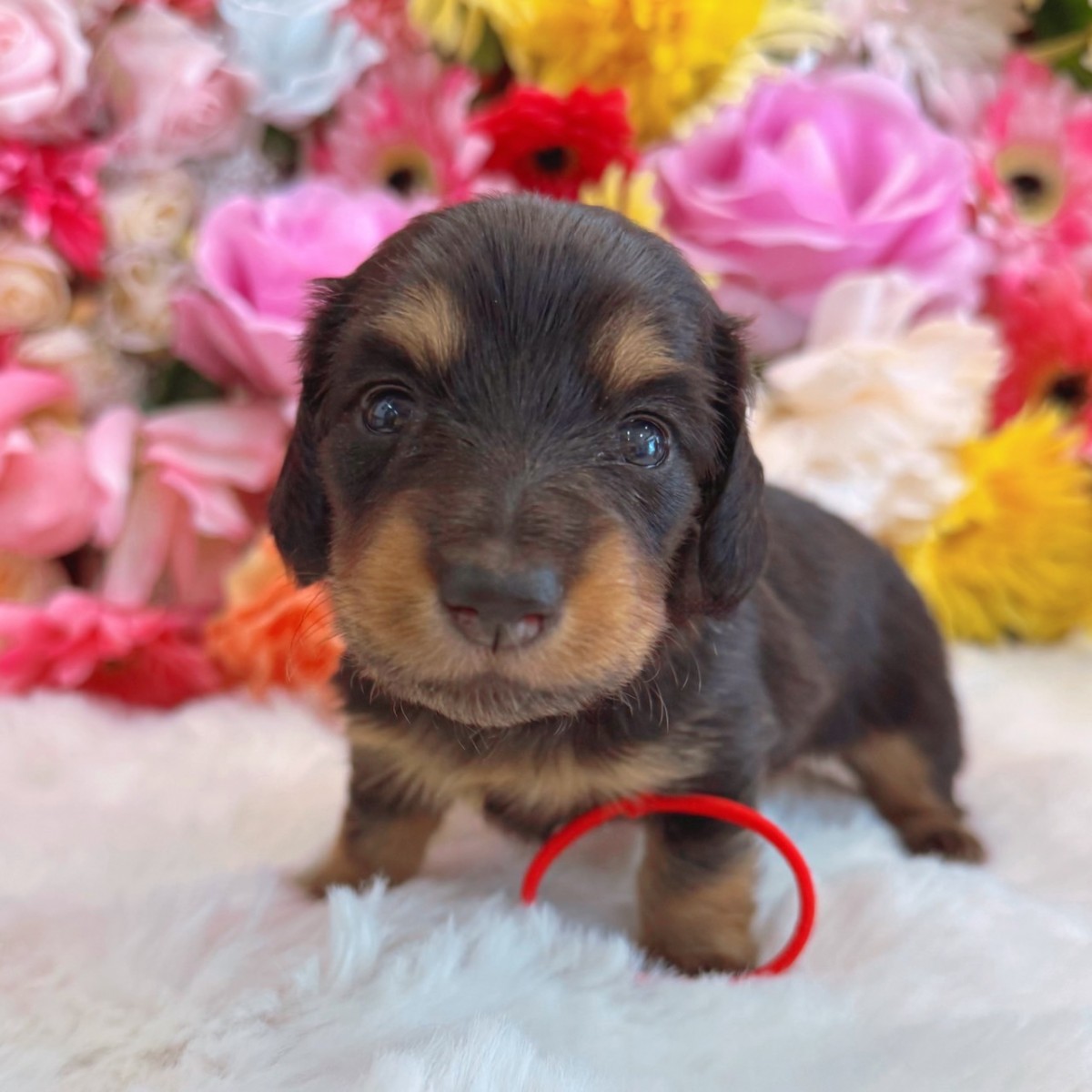 ◇ミニチュアダックスフンド（赤）