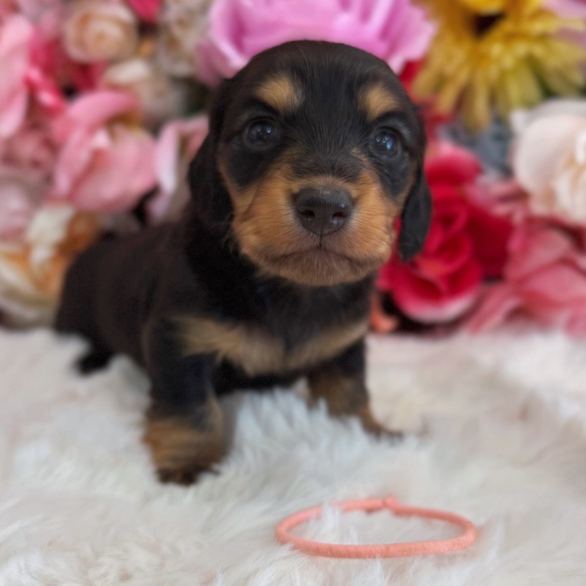 ◇ミニチュアダックスフンド（ピンク）