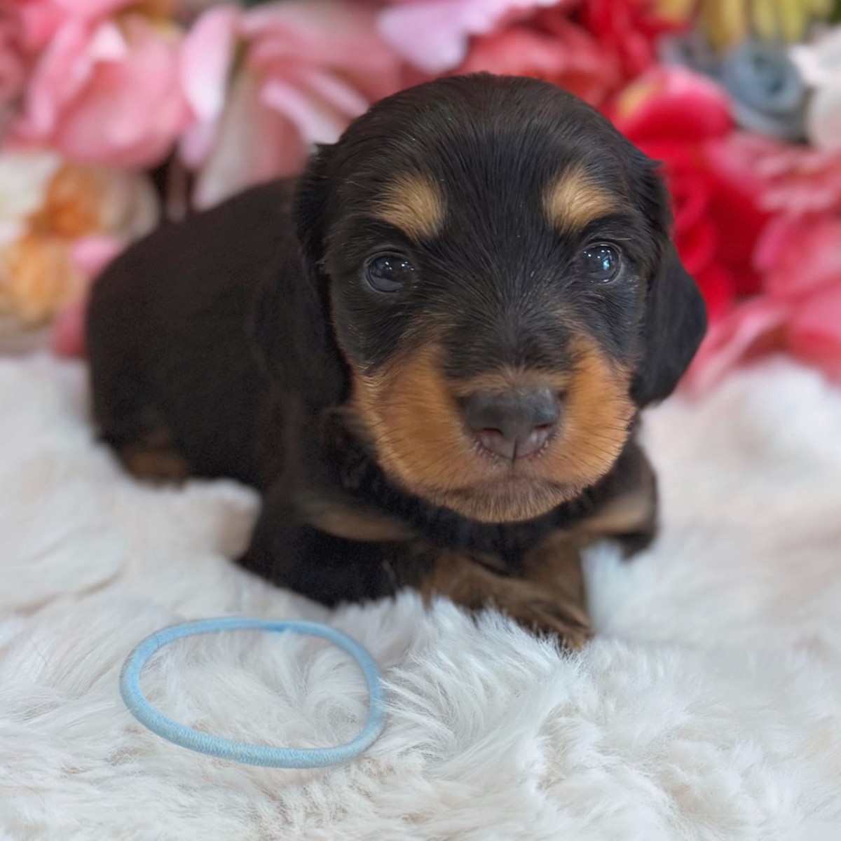 ◇ミニチュアダックスフンド（青）