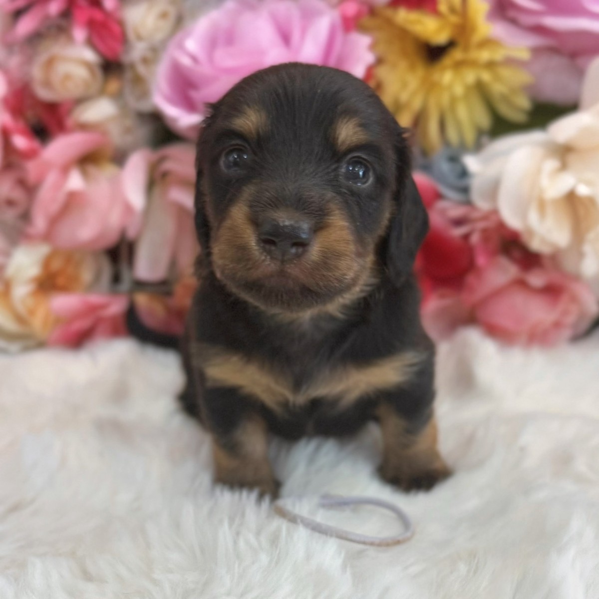 ◇ミニチュアダックスフンド（紫）