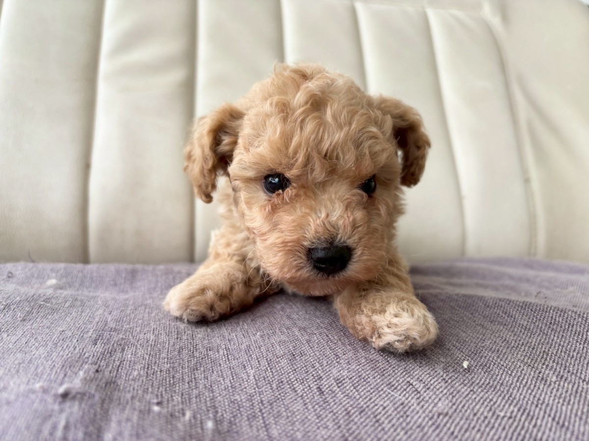 ギャラリー：▽MIX(ビション×プードル)の画像